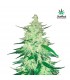 CBD Crack 10 u. fem. FastBuds Seeds