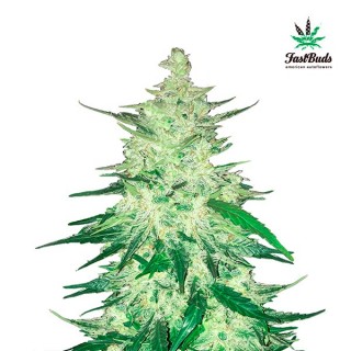 CBD Crack 10 u. fem. FastBuds Seeds