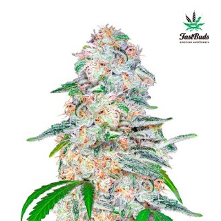 Blue Dream´matic fem. FastBuds Seeds