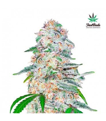 Blue Dream´matic fem. FastBuds Seeds