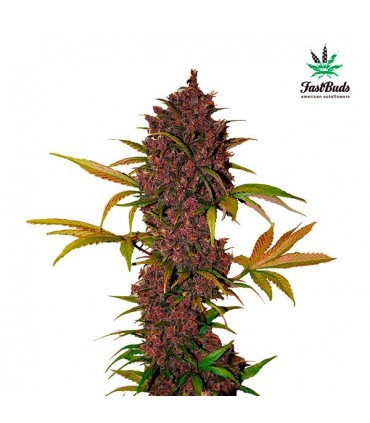 LSD-25 -  5 u. fem. FastBuds Seeds