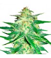 Lemon AK fem. FastBuds Seeds