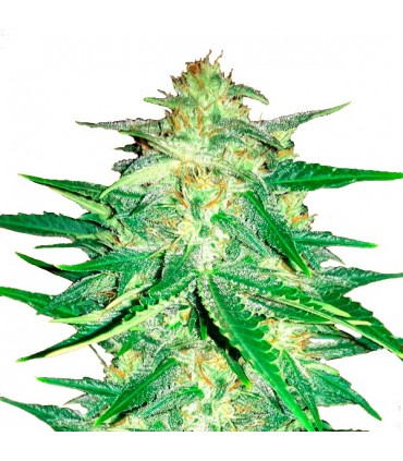 Lemon AK   3 u. fem. FastBuds Seeds