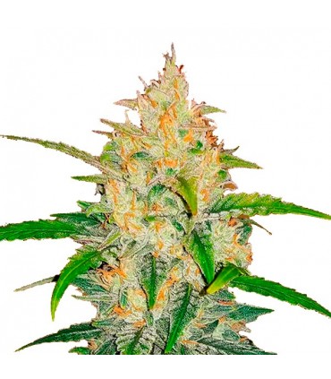 Auto Zkittlez 10 u. fem. FastBuds Seeds