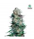 Mexican Airlines  5 u. fem. FastBuds Seeds