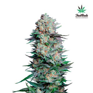 Mexican Airlines  5 u. fem. FastBuds Seeds