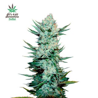 Tangie Matic  5 u. fem. FastBuds Seeds