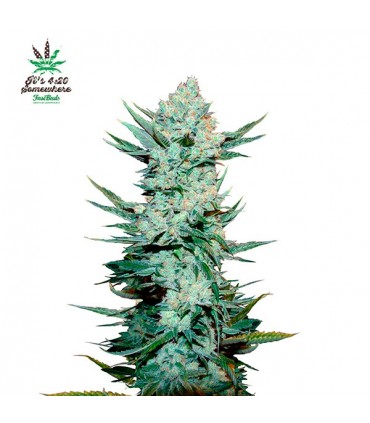 Tangie Matic  5 u. fem. FastBuds Seeds