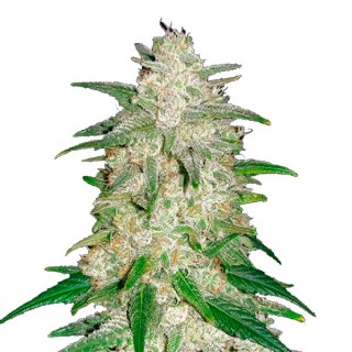 Auto Gelato  3 u. fem. FastBuds Seeds