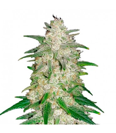 Auto Gelato  3 u. fem. FastBuds Seeds