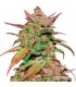 Auto Smoothie  5 u. fem. FastBuds Seeds