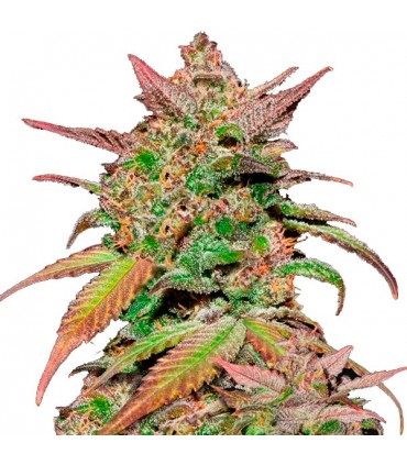 Auto Smoothie  5 u. fem. FastBuds Seeds