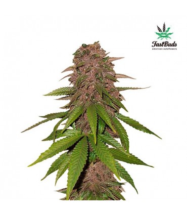 C4 -  5 u. fem. FastBuds Seeds