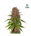 C4 -  5 u. fem. FastBuds Seeds