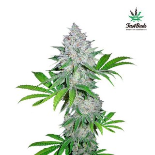 Californian Snow  5 u. fem. FastBuds Seeds