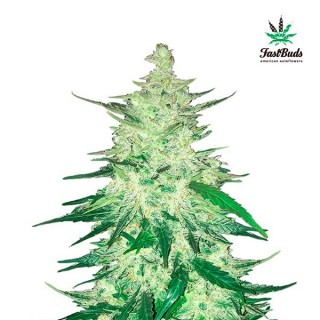 CBD Crack  5 u. fem. FastBuds Seeds