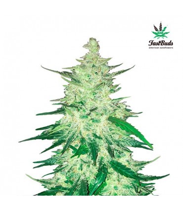 CBD Crack  5 u. fem. FastBuds Seeds