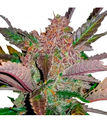 Cream Cookies  5 u. fem. FastBuds Seeds