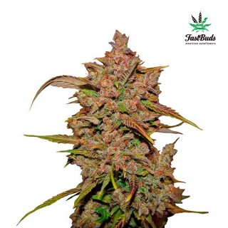 Crystal Meth  5 u. fem. FastBuds Seeds