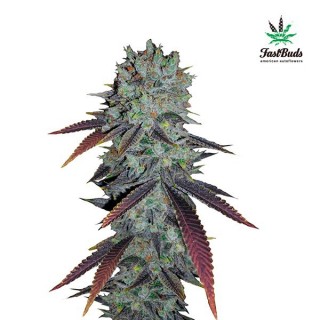 Fastberry  5 u. fem. FastBuds Seeds