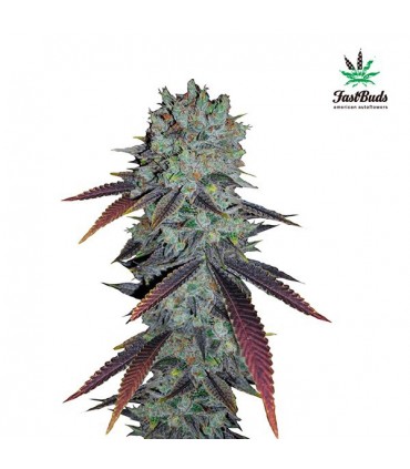 Fastberry  5 u. fem. FastBuds Seeds