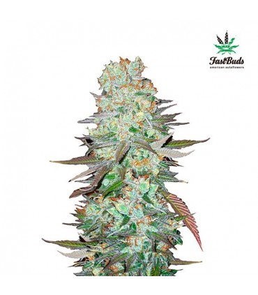 G14 -  5 u. fem. FastBuds Seeds