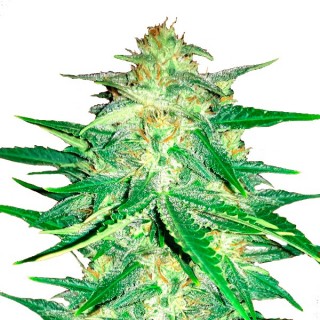 Lemon AK   5 u. fem. FastBuds Seeds