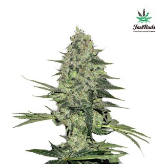 Rhino Ryder  5 u. fem. FastBuds Seeds