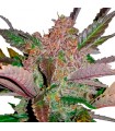 Cream Cookies 10 u. fem. FastBuds Seeds