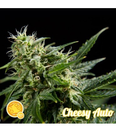 Auto Cheesy 3 u fem Philosopher