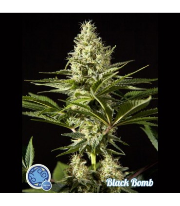 Black Bomb 3 u fem Philosopher