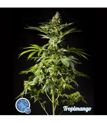 Tropimango 3 u fem Philosopher