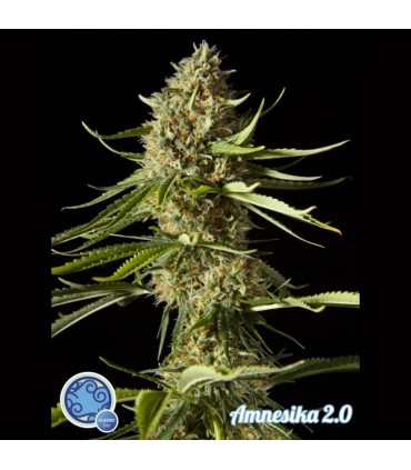 Amnesika 2.0 3 u fem Philosopher