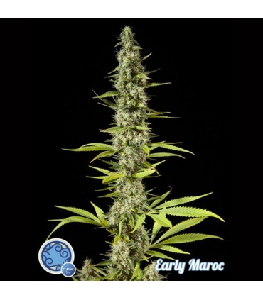 Early Maroc  3 u fem Philosopher