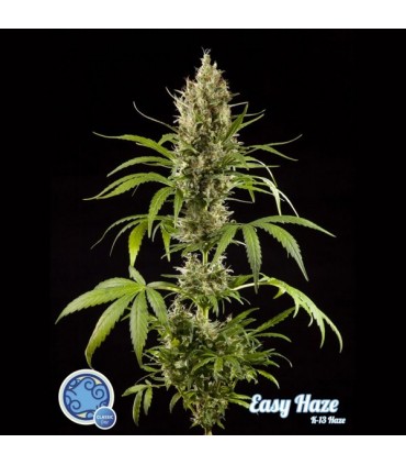 Easy Haze fem Philosopher