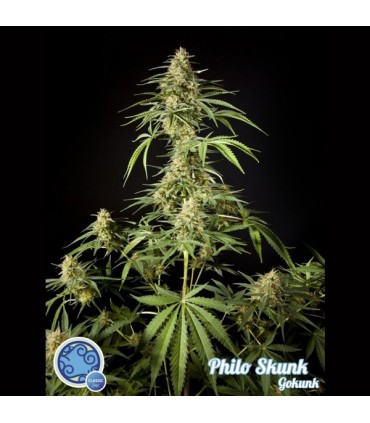 Philo Skunk 3 u fem Philosopher