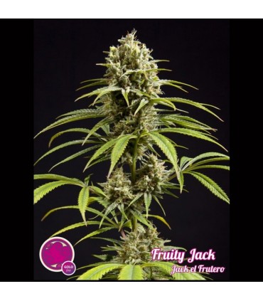 Fruity Jack fem Philosopher