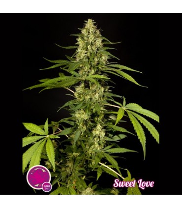 Sweet Love 3 u fem Philosopher