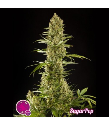 Sugar Pop 3 u fem Philosopher