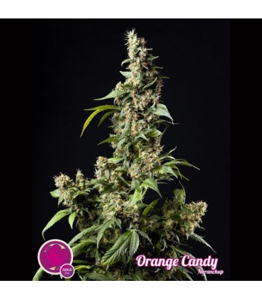 Orange Candy fem Philosopher