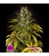 Spicy CBD fem. Philosopher