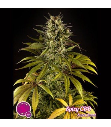 Spicy CBD 3 u fem. Philosopher