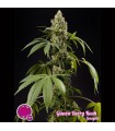 Guava Berry Kush fem Philosopher