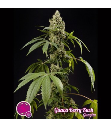 Guava Berry Kush 3 u fem Philosopher