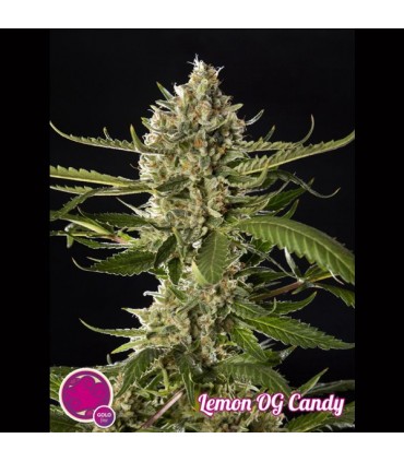 Lemon OG Candy 3 u fem Philosopher