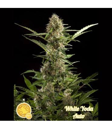 Auto White Yoda 3 u fem Philosopher