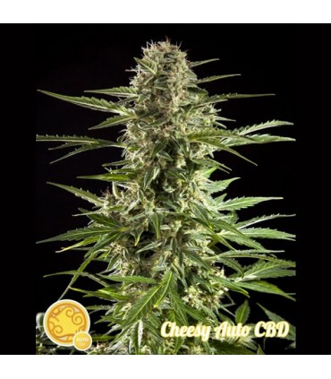 Auto Fraggle Skunk 3 u fem Philosopher