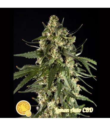 Auto Lemon CBD  3 u fem. Philosopher