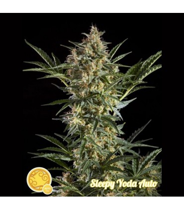 Auto Sleepy Yoda 3 u fem Philosopher