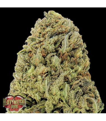 Auto Fast & Vast  5 u. fem. Heavyweight Seeds